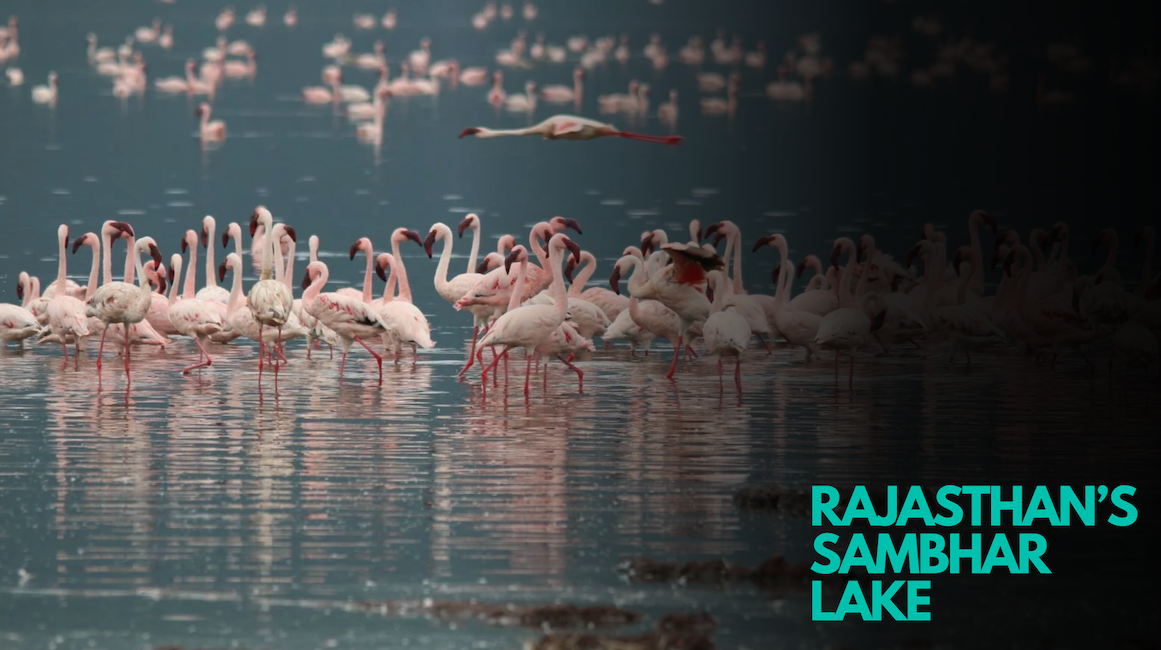 Rajasthan’s Sambhar Lake Turns Pink With Flamingos Even in June