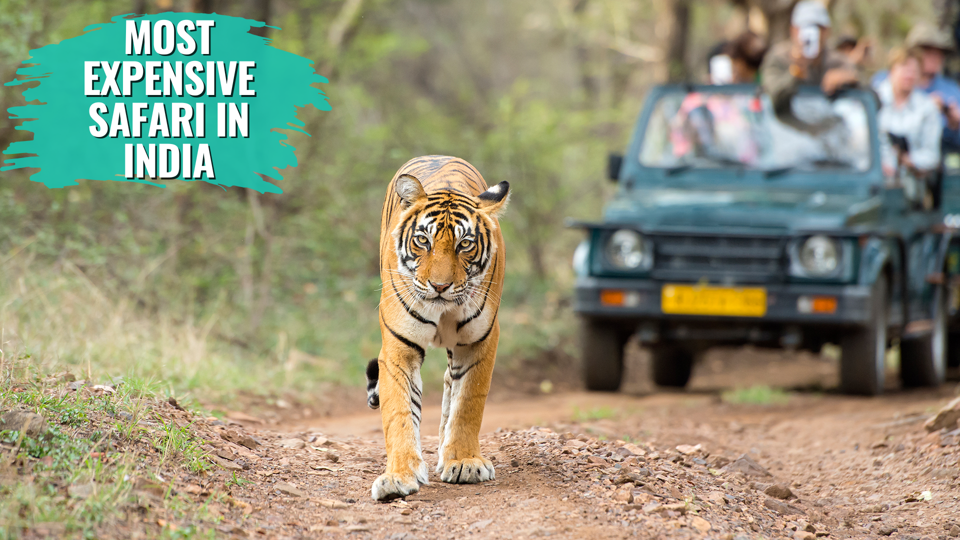 The Most Expensive Safari in India Also Happens to Be the Most Peaceful