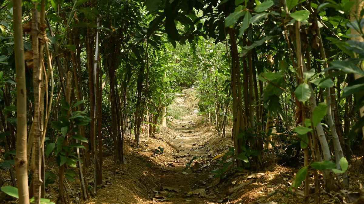 Why Delhi’s Miyawaki Forests Near Najafgarh Are Facing Mixed Reactions
