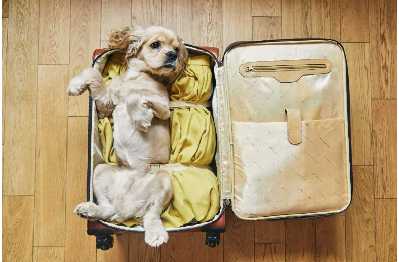 Traveling With Your Dog? These 7 Essentials Can Save Your Entire Trip