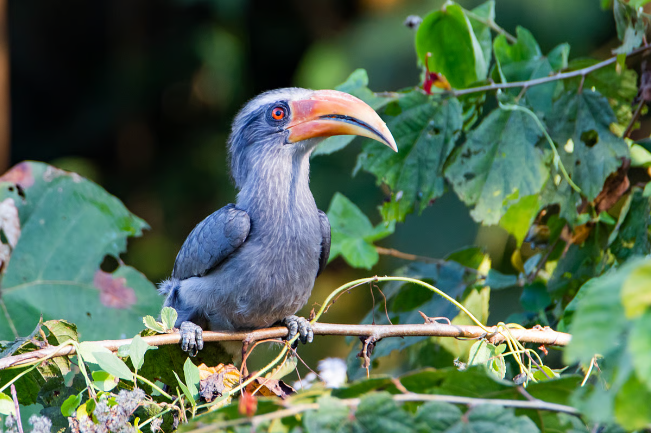 Tamil Nadu Sets Up India’s First Hornbill Conservation Centre in Anamalai Tiger Reserve