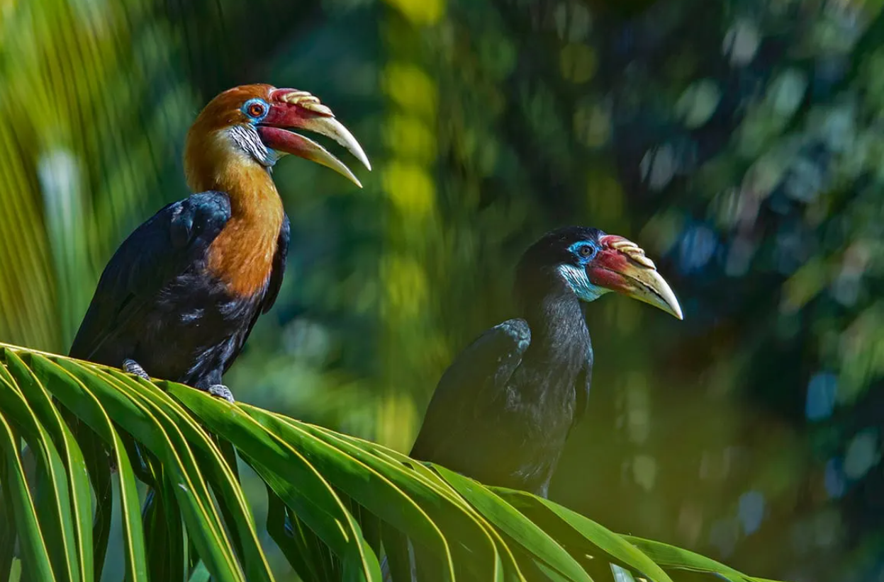 Andaman and Nicobar to Boost Eco-Tourism with New Birdwatching Push