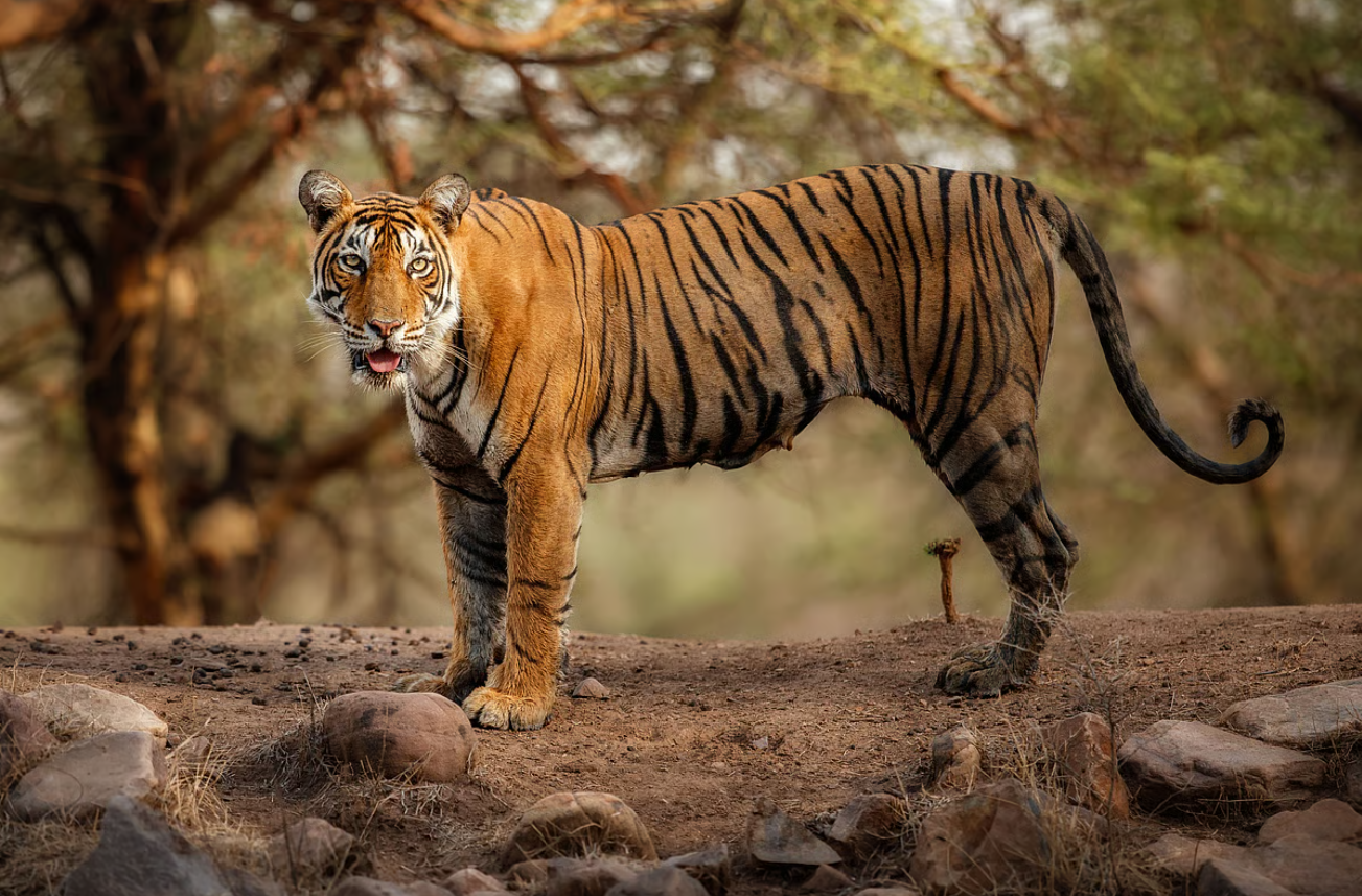 Ramgarh Vishdhari Tiger Reserve to Launch Core Zone Safaris in October 2025