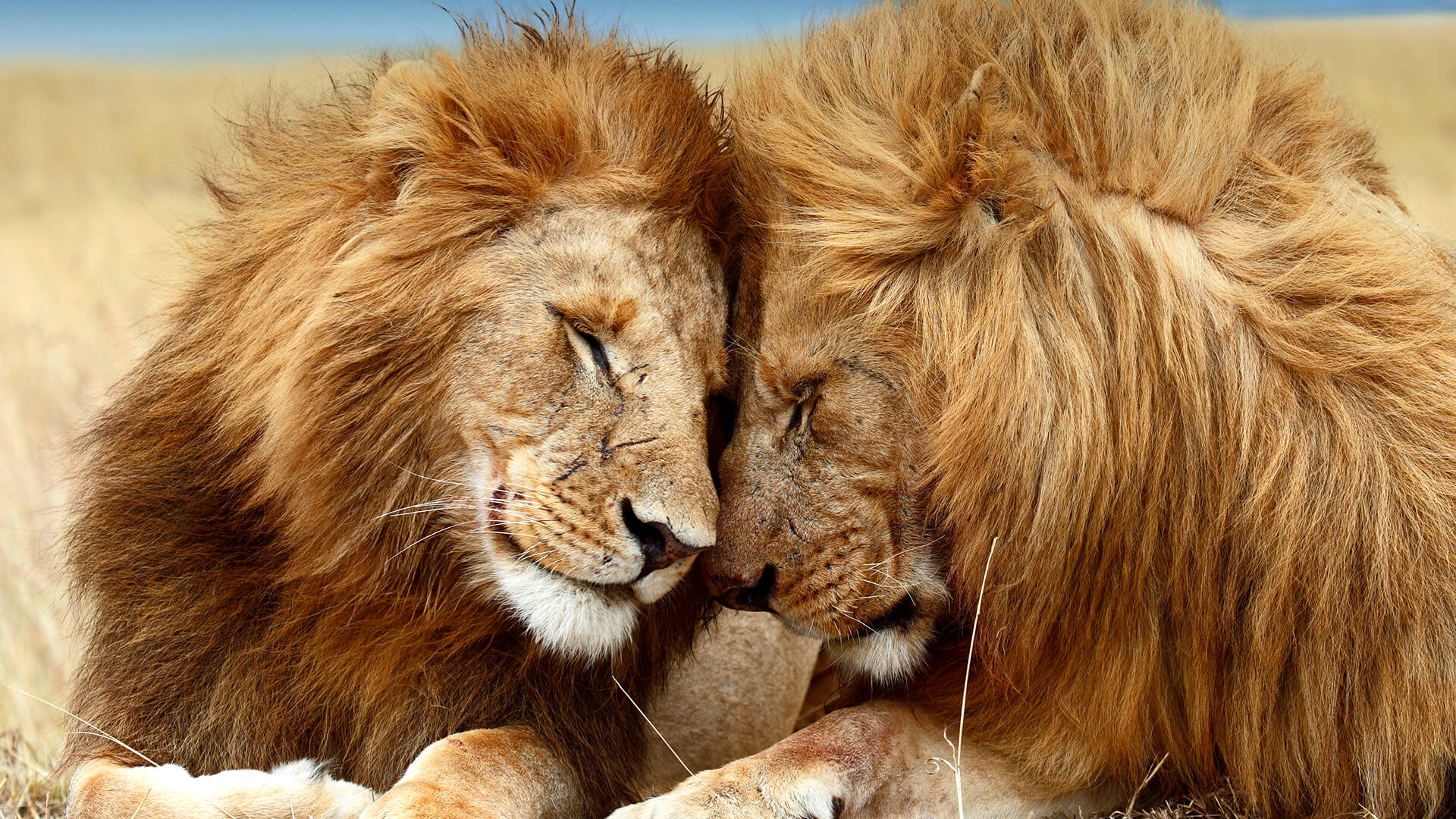 Where to See Asiatic Lions in India Beyond Gir