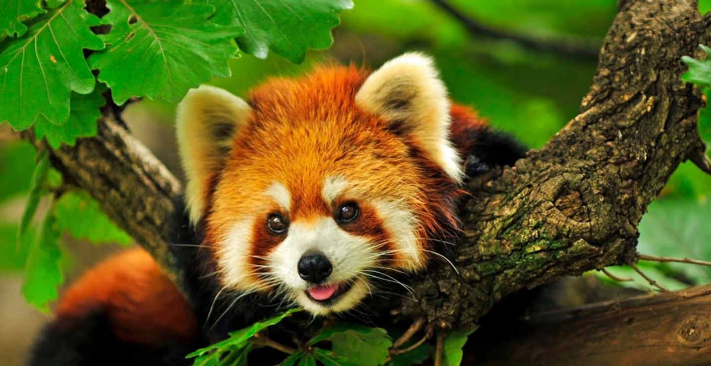 Red Panda Cubs Born in Sikkim After Seven Years, Marking a Big Win for Conservation