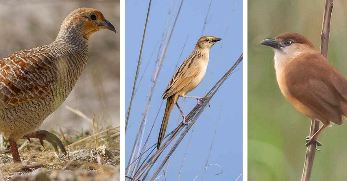 Kaziranga National Park Records 43 Rare Species in First Grassland Bird Survey