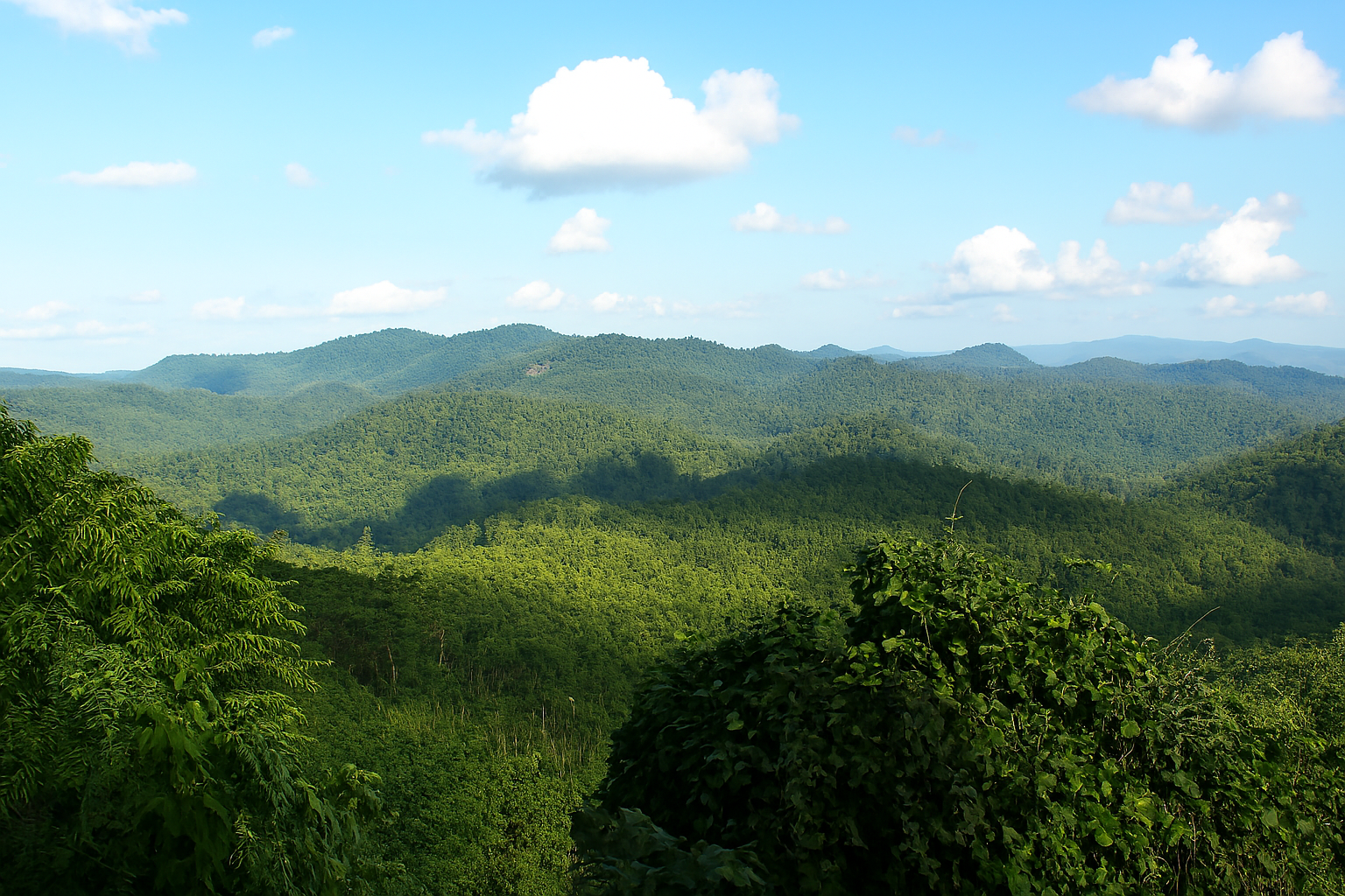 Manipur Bans Unauthorised Entry Into Reserved Forests to Protect Fragile Ecosystems