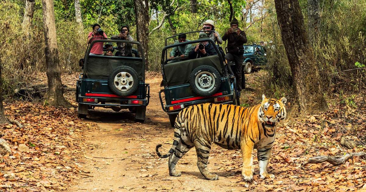 Hidden Safari Gems in India Where Tigers, Snow Leopards, and Rhinos Still Roam