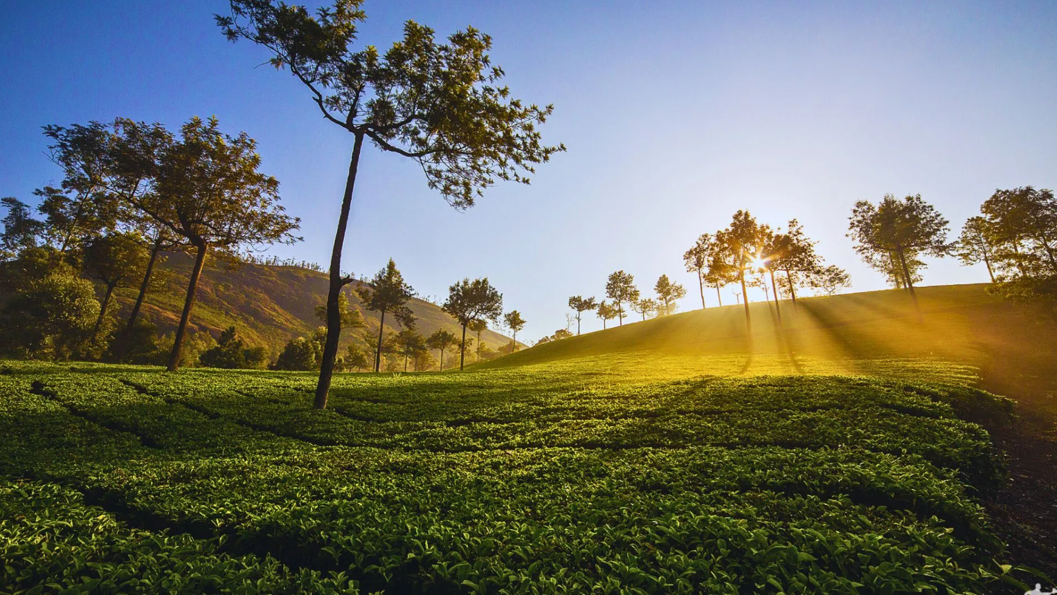 Kerala’s Munnar Shines Among Asia’s Best Rural Escapes 2025