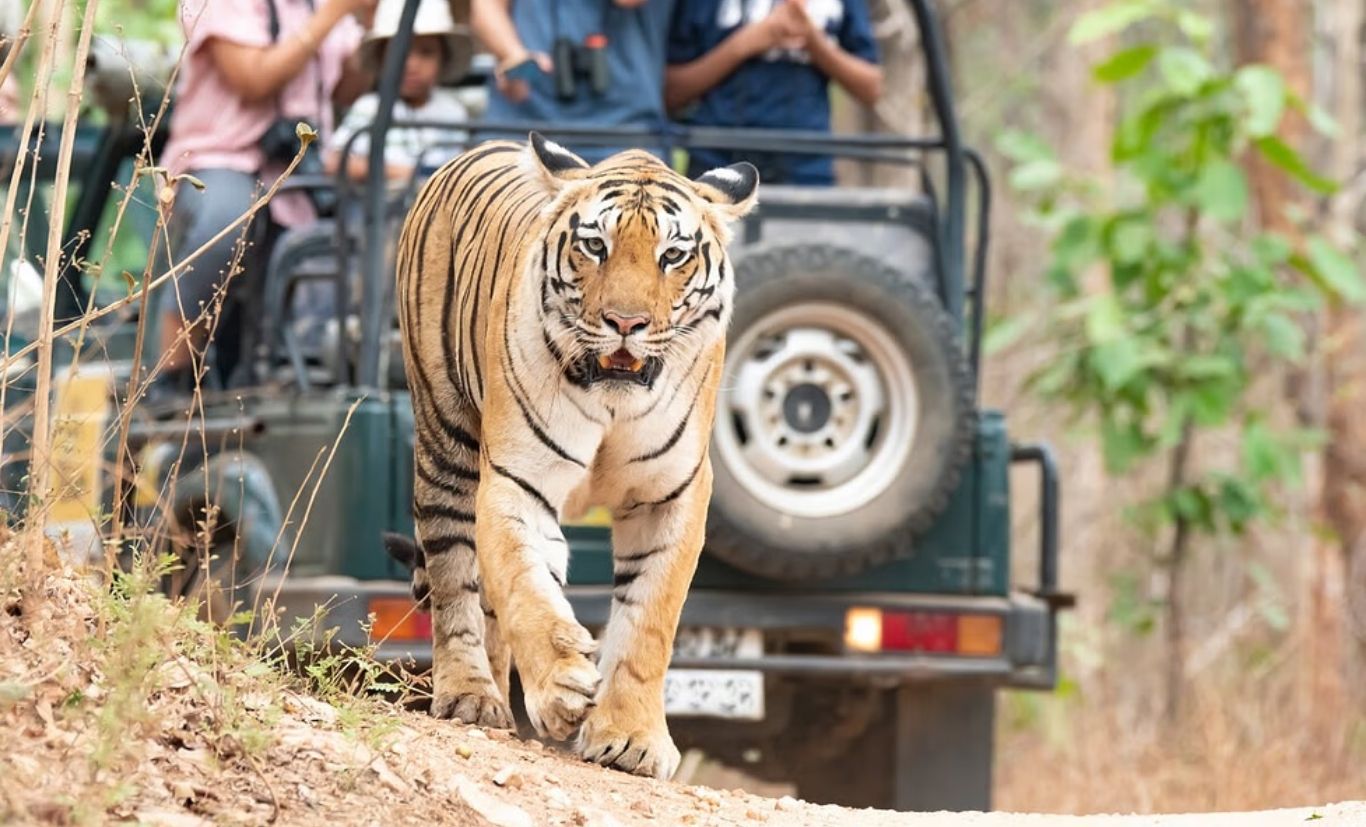 Jungle Safari Tips For An Unforgettable Adventure In The Wild   