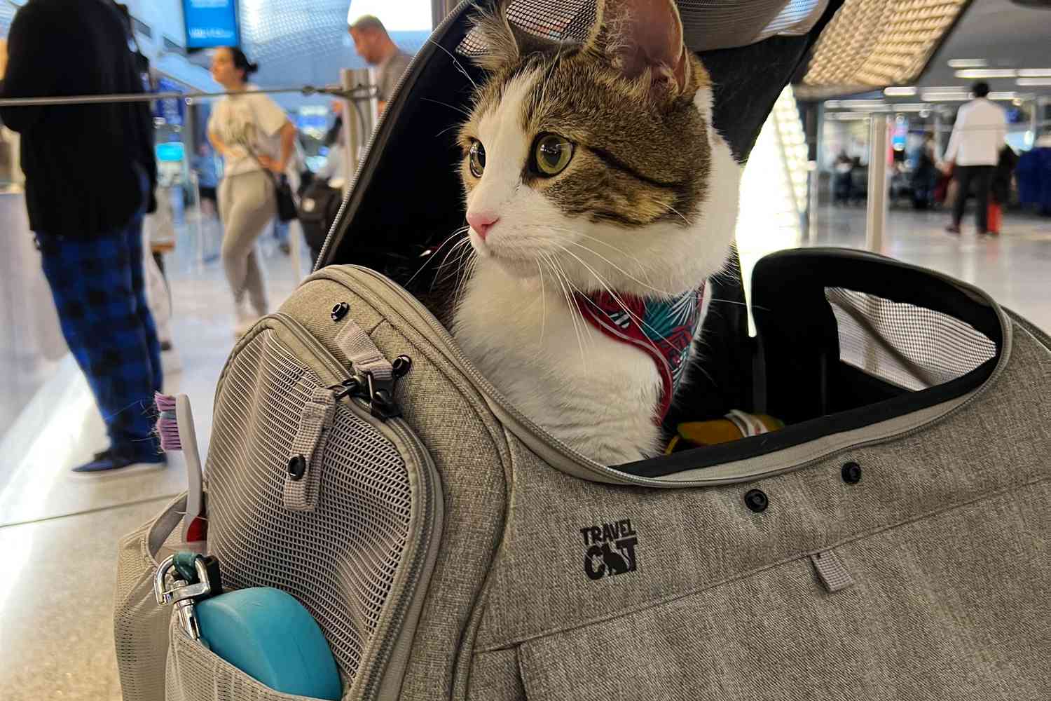 World Tourism Day 2025: How To Keep Your Pets Comfortable While Travelling