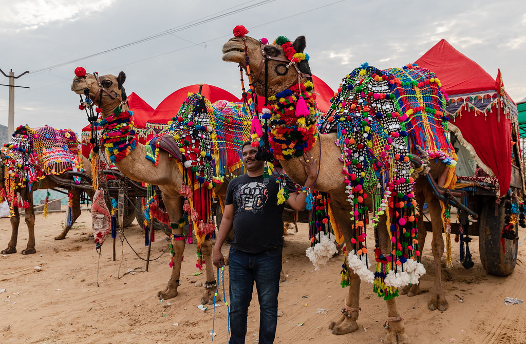 Pushkar Camel Fair 2025 A First Timer’s Guide To Rajasthan’s Grand Desert Festival