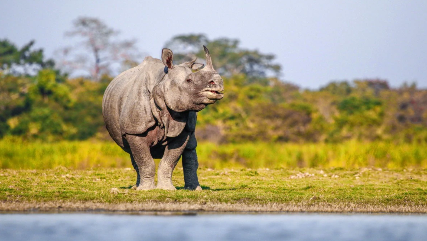 Kaziranga National Park Assam Best Time to Visit Must-See Animals and Travel Guide