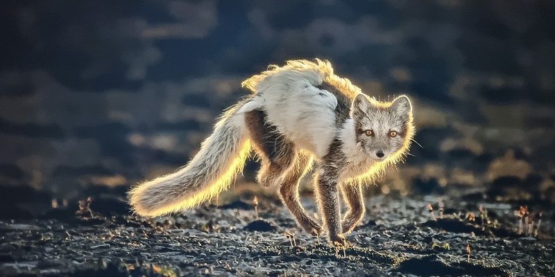 The Beauty And Brutality Of The Wild: Stunning Frames From Wildlife Photographer Of The Year 2025